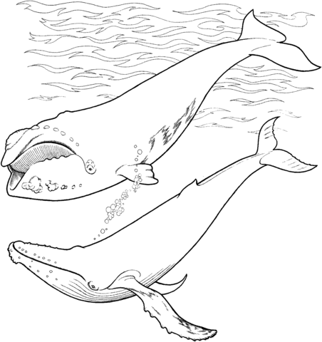 Right Whale And Humpback Whale In The Ocean Coloring Page